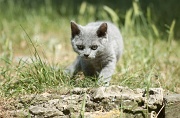 BRITISH SHORTHAIR C016